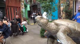 Tusk Turtle Trail 2025 - climbing a turtle can be a challenge - Golden Turtle Dude Winking At Us in Neals Yard Covent Garden