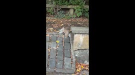 Grey squirrel caught carrying another grey squirrel in rare footage