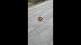 Fawn Takes First Steps in the Rain