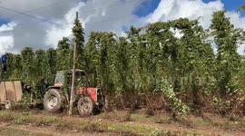 Hop picking season starts amid fears dry summer could hike beer prices