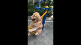 Golden Retriever enjoys swing while poodle watches in Guangxi, China