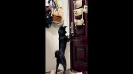 Dog tries and fails to open door in Shanghai, China