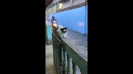 Masked Cat Watches Flooded Street
