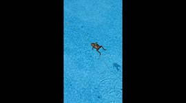 Lizard Surfing on a Toad Float