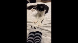 Fake Paws vs. Real Paws