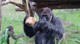 A hilarious ice cream fight between Richard the silverback and his sons