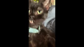Dwarf Kitty With Toothy Underbite