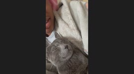 Cat steals the show in duet with owner—17 million TikTok views and counting