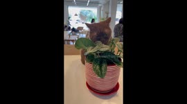 Cafe Cats: Discovering the Joys of Feline Encounters and Play