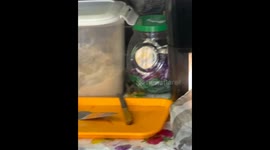 Rat sneaks onto table in San Juan, Dominican Republic