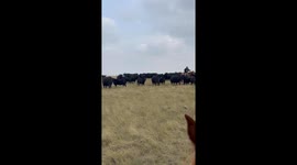 Cowboy herds cattle across open field in South Dakota, USA