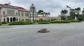 Giant monitor lizard appears outside government house in Thailand