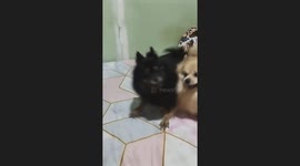 Pair of dogs play energetically with each other