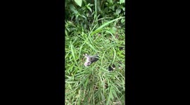 Kind passerby rescues kittens dumped in bush