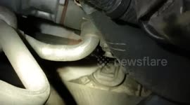 Rescue team saves kitten trapped in car engine
