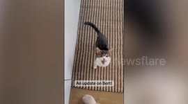 Cat needs operation to close eyes after horror acid attack