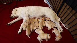Pet sitter delivers 14 puppies while owner is on holiday