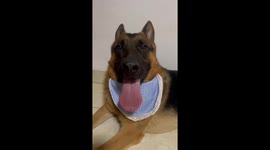 Special Engine Sound from Dog