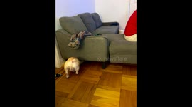 French Bulldog's Midnight Bone Heist