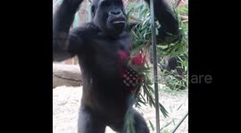 Teenager Ajabu and his hilarious show. His playful pranks at the glass entertained the visitors