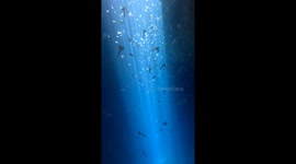 Freediving Among Jellyfish