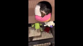 Sleeping squirrel wakes up for vitamins in New York City, New York, USA