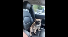 Pug Takes Time for a Little Self Care in the Car