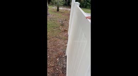 Raccoon Eats Iguana Tail