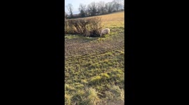 Sheep Won’t Leave Man Alone After Rescue