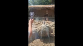 How to Summon Meerkats