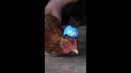 Can a Chicken Stabilize a Camera
