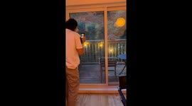 Funny British Friends Seeing Raccoons for the First Time