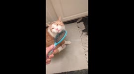 Cat's Paw Twitches from Intense Chin Scritches
