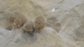 Austria: Curious Dwarf Mongoose Pups Explore Their New World At Vienna Zoo