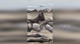 US: Elephant Seals Clash In Dramatic Battle For Territory At Piedras Blancas