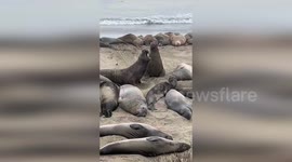Elephant seals fight for territory in California