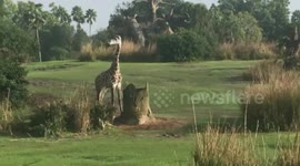 A Wildlife Spectacle: Witness a Safari Overflowing with Animals Basking in the Sun