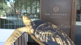 Tusk Turtle Trail 2025 - elegant Old Bold and Gold by Hannah Shergold shines outside The Londoner Leicester Square hotel
