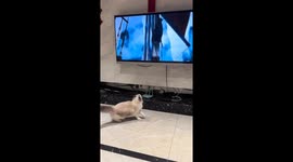 Curious cat searches behind TV in Jiangsu, China