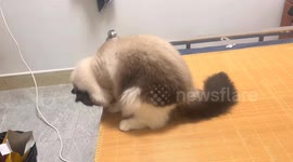 Playful cat falls off bed in Guangdong, China