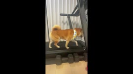 Dog runs steadily on treadmill in Yunnan, China