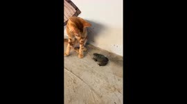 Tabby cat tries to play with frog in Guangdong, China