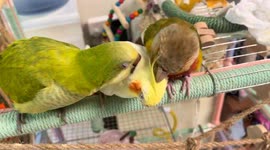 Parakeets annoy cockatiel in Jiangsu, China