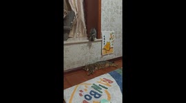 Cat jumps on resting companion in Anhui, China