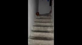 Puppy rolls down stairs safely in Guangdong, China