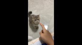 Playful cat fighter swats at owner in Guangxi, China