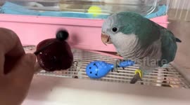 Parrot plays maracas with owner in Shanghai, China