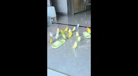 Parrots gather like a rally in Hunan, China