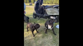 Playful French Bulldogs chase each other in Jiangsu, China