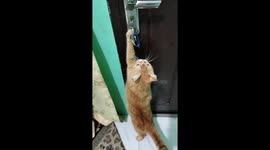 A small kitten looks confused trying to unlock the door with a hanging lock